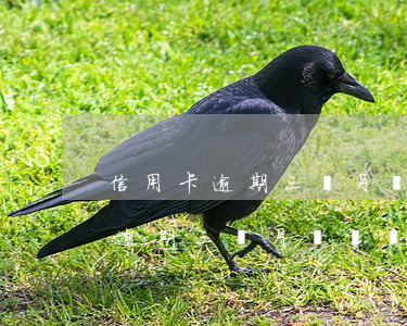 信用卡逾期三個月沒還會怎么樣嗎-信用卡逾期三個月沒還會怎么樣嗎知乎