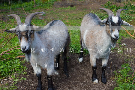 信用卡逾期三十次怎么辦(信用卡逾期三千多嚴重嗎)