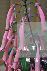 信用卡逾期三四個(gè)月全額還后可以用嗎-信用卡逾期三四個(gè)月全額還后可以用嗎