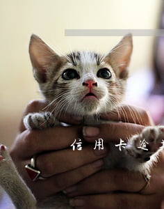 信用卡逾期三天最低还款期限