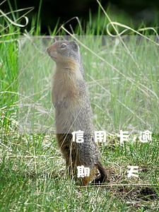 信用卡逾期三天會(huì)收違約金麼(逾期幾天會(huì)收違約金)
