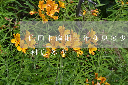 信用卡逾期三年利息多少錢(信用卡逾期三年利息多少錢)