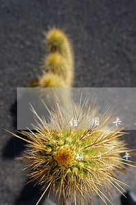 信用卡逾期三年征信不顯示(有沒有信用卡逾期3年沒還的)