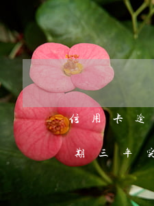 信用卡逾期三年現(xiàn)在才催收(逾期三年突然催收)