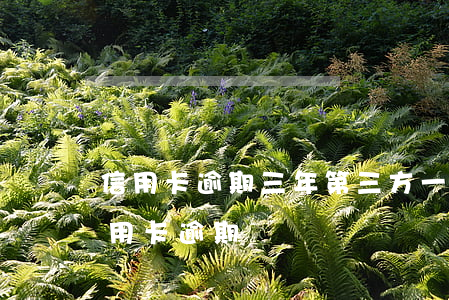 信用卡逾期三年第三方一直在追討(三季度信用卡逾期)