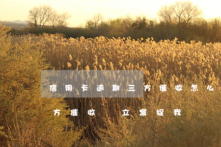 信用卡逾期三方催收怎么辦(信用卡逾期第三方催收說立案捉我)