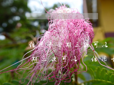 信用卡逾期三次可以辦信用卡嗎-信用卡逾期三次可以辦信用卡嗎知乎