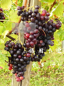 信用卡逾期三百塊會(huì)怎么樣(信用卡3千塊逾期半年)