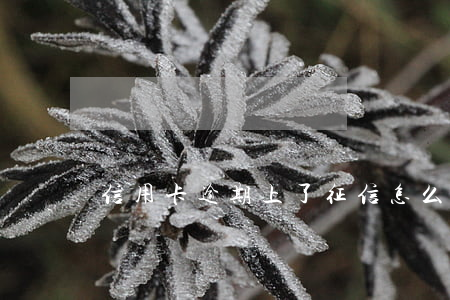 信用卡逾期上了征信怎么修復(fù)