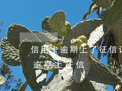 信用卡逾期上了征信记录多久消失-信用卡 逾期 上征信