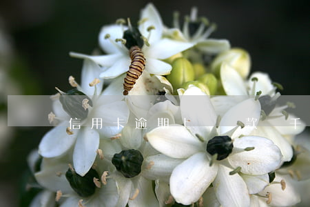 信用卡逾期上億還款(幾千塊信用卡逾期)