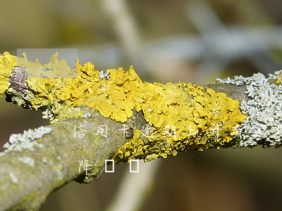 信用卡逾期上升(有逾期信用卡會(huì)降額嗎)