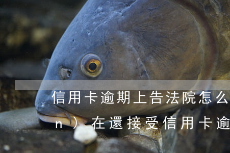 信用卡逾期上告法院怎么辦(法院現(xiàn)在還接受信用卡逾期案件嗎)