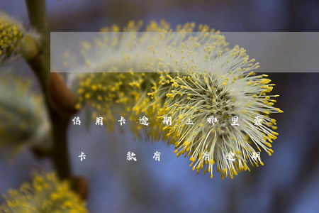信用卡逾期上哪里查詢還款金額(怎么看信用卡還款有沒有逾期)