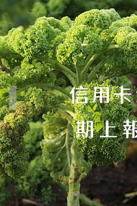 信用卡逾期上報(bào)到總行(信用卡逾期上報(bào)中央銀行會(huì)有什么結(jié)果)