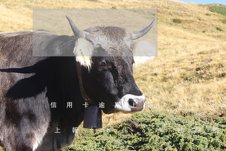 信用卡逾期 上報(bào)征信(信用卡逾期上報(bào)征信前應(yīng)該告知本人嗎?)
