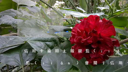 信用卡逾期上報銀監(jiān)會后果(銀監(jiān)會關于信用卡逾期)