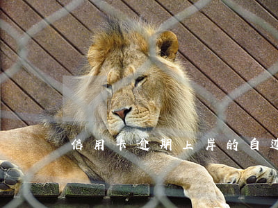 信用卡逾期上岸的自述