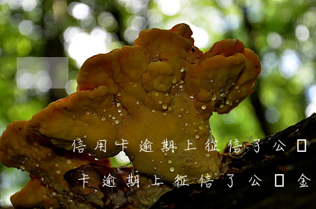 信用卡逾期上征信了公積金還能貸款-信用卡逾期上征信了公積金還能貸款嗎