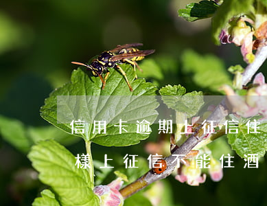信用卡逾期上征信住賓館會(huì)怎么樣(上征信不能住酒店)