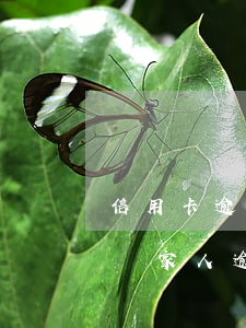 信用卡逾期上征信后會(huì)影響家人嗎(家人逾期會(huì)影響自己的征信嗎)