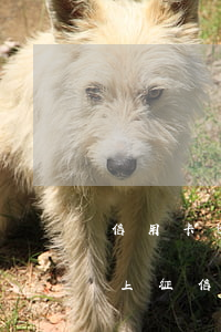 信用卡逾期上征信報告只有一次(信用卡逾期上征信報告只有一次)
