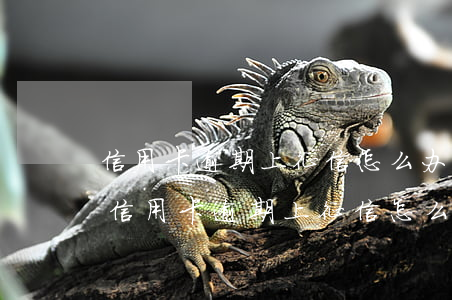 信用卡逾期上征信怎么办要多久才能恢复-信用卡逾期上征信怎么办要多久才能恢复正常