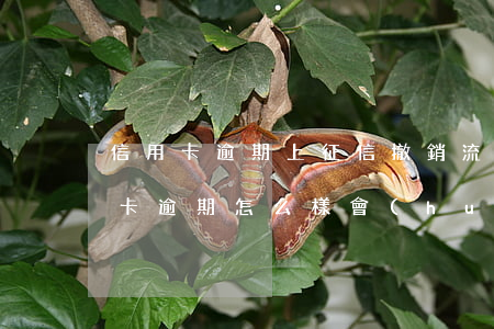 信用卡逾期上征信撤銷流程(征信上面的信用卡逾期怎么樣會(huì)取消)