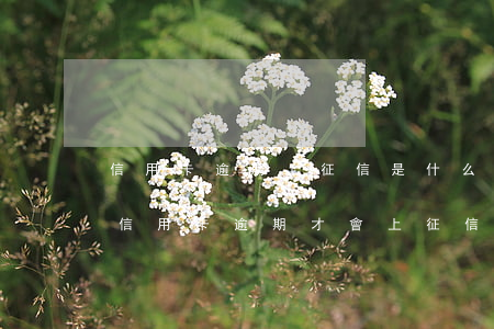 信用卡逾期上征信是什么條件-是不是只有信用卡逾期才會上征信