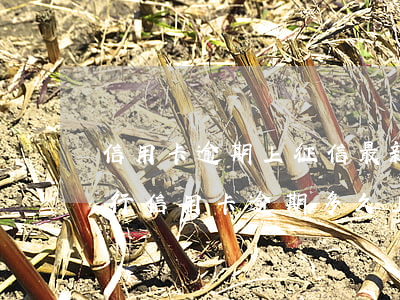 信用卡逾期上征信最新規(guī)定(各銀行信用卡逾期多久上征信)