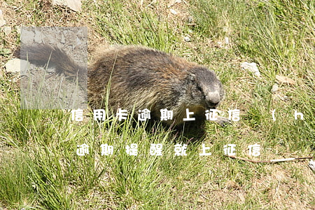 信用卡逾期上征信會(huì)提醒嗎(收到逾期提醒就上征信嗎)