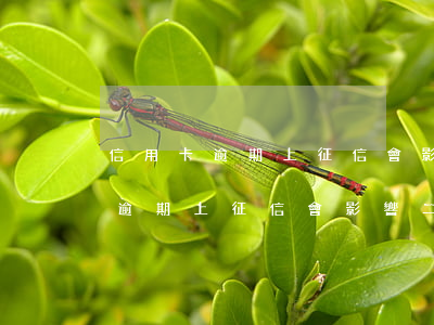 信用卡逾期上征信會影響二十年后-信用卡逾期上征信會影響二十年后的貸款嗎