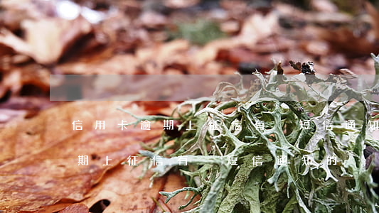 信用卡逾期上征信有沒短信通知-信用卡逾期上征信有沒短信通知的