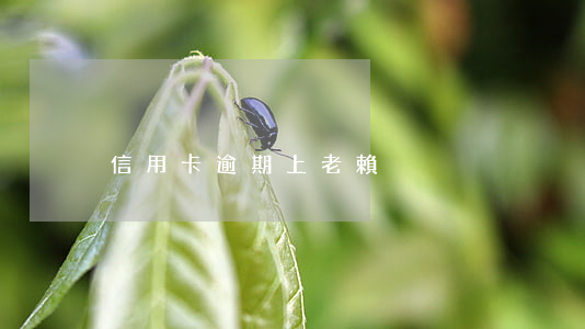 信用卡逾期上老賴