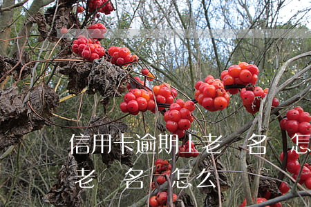信用卡逾期上老賴名單怎么辦 信用卡逾期上老賴名單怎么辦