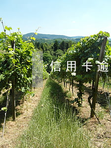 信用卡逾期上訴要多久時間(信用卡 起訴期限)