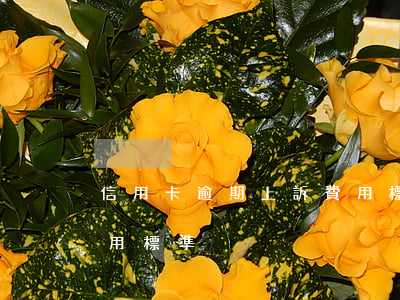 信用卡逾期上訴費用標準（信用卡逾期上訴費用標準）