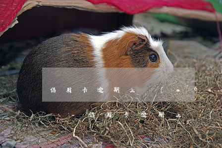 信用卡逾期上門(mén)催收必須還全款嗎-信用卡逾期上門(mén)催收必須還全款嗎是真的嗎