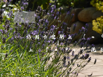 信用卡逾期上門(mén)流程 信用卡逾期上門(mén)流程圖