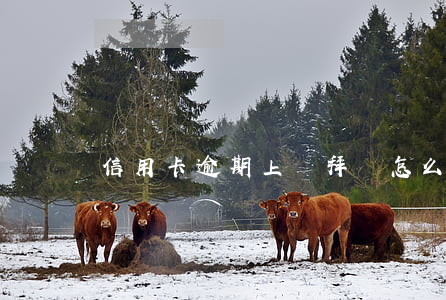 信用卡逾期上門拜訪怎么辦
