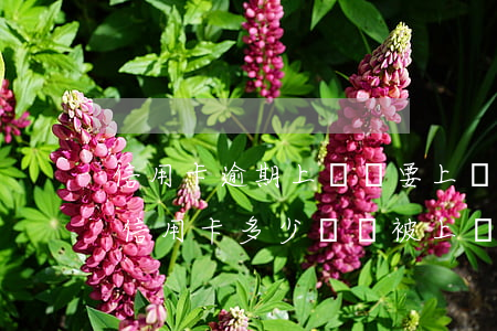信用卡逾期上門會要上門費(fèi)嗎(欠信用卡多少錢會被上門催收)