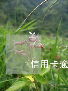 信用卡逾期上門說什么(信用卡欠款說要上門)
