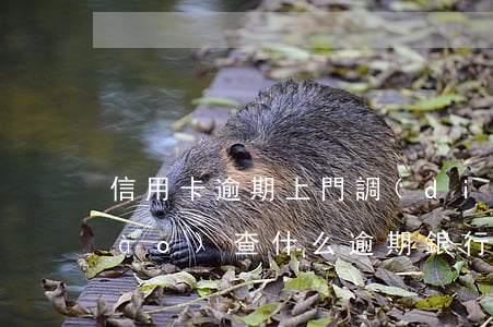 信用卡逾期上門調(diào)查調(diào)查什么(逾期銀行上門調(diào)查)