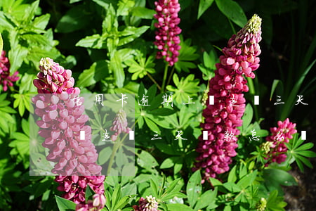 信用卡逾期上門走訪三天還款(信用卡逾期上門走訪三天還款怎么辦)