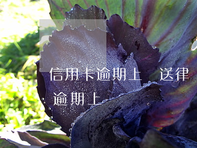 信用卡逾期上門送律師函怎么處理-信用卡 逾期 上門