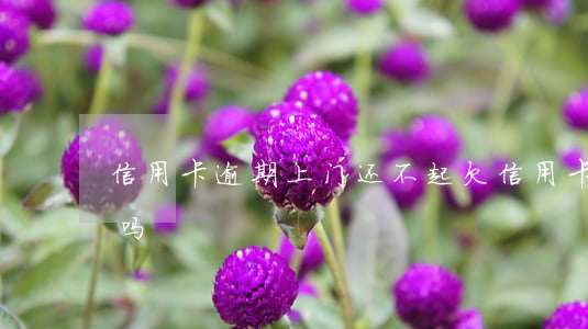 信用卡逾期上门还不起(欠信用卡不还会上门吗)