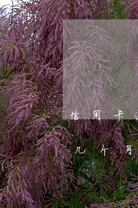 信用卡逾期下个月的也要还(我信用卡逾期了几个月以前每个月都还一点)