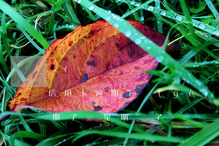 信用卡逾期下個(gè)月還款嗎(信用卡逾期了一星期還了)