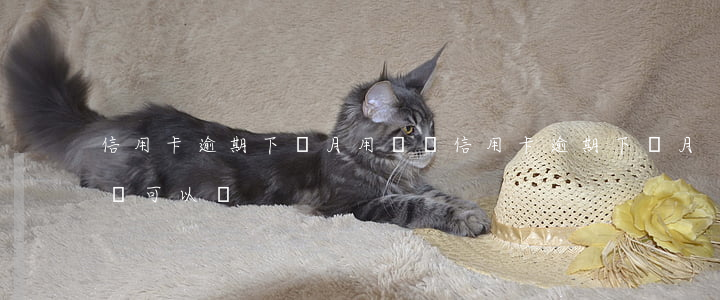 信用卡逾期下個月用還嗎(信用卡逾期下個月還可以嗎)