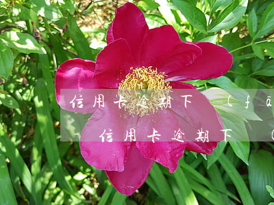 信用卡逾期下發(fā)違約材料該怎么辦-信用卡逾期下發(fā)違約材料該怎么辦呢
